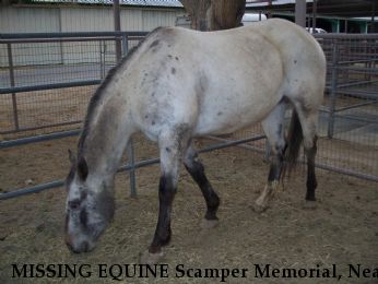 MISSING EQUINE Scamper Memorial, Near Santa Ynez, CA, 93460